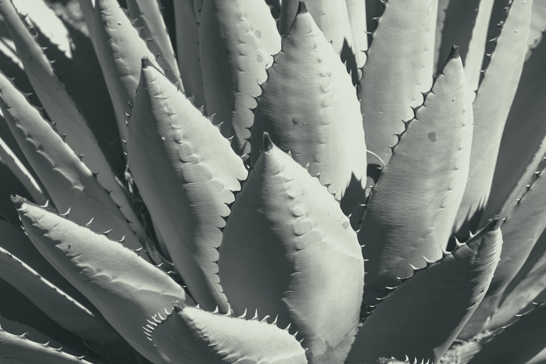 Photo agave plant