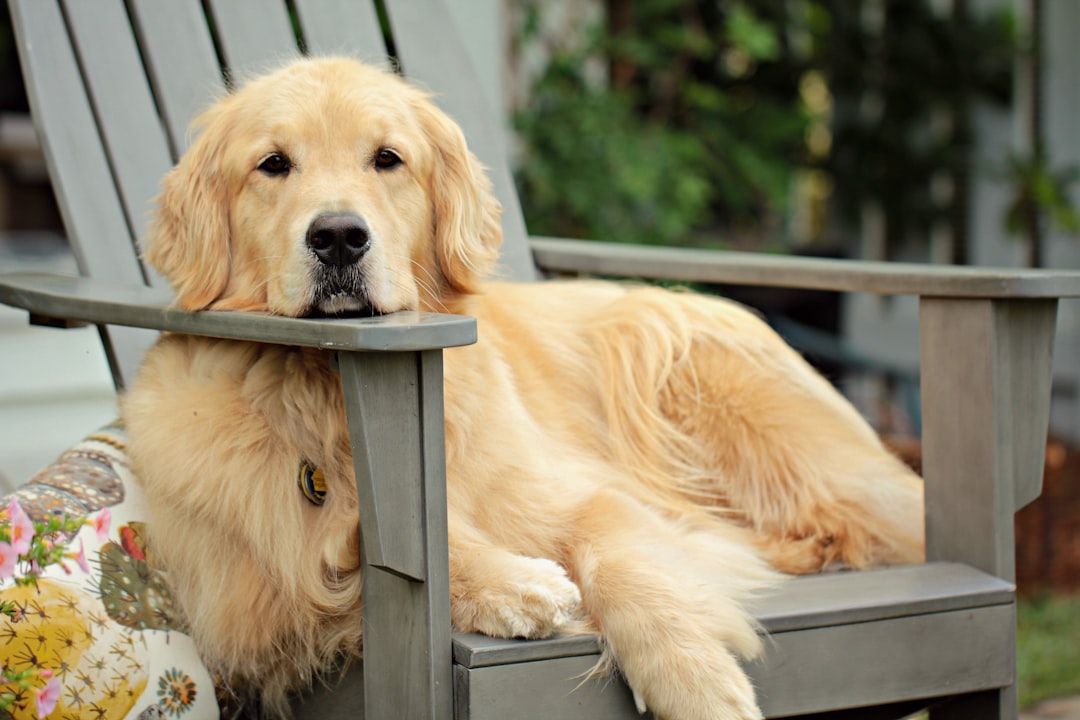 Photo Golden Retriever