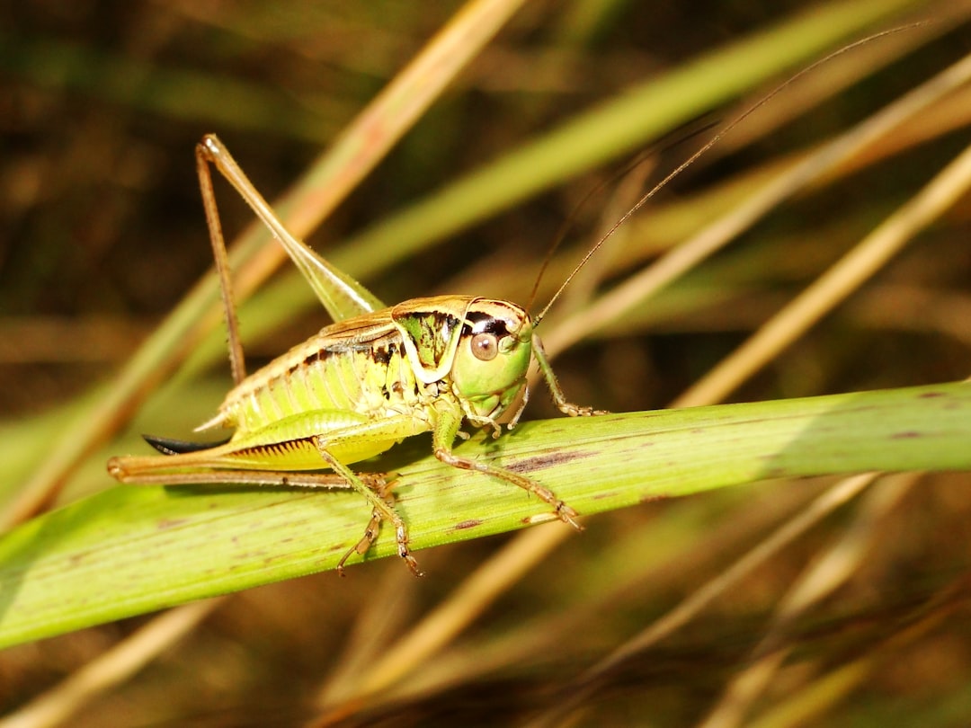 Photo cricket lifespan